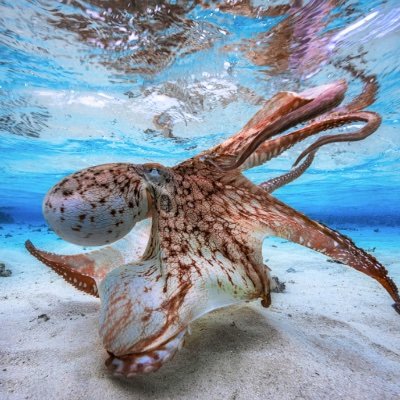 Octopod13's profile picture. Trying to figure out this computer stuff.
