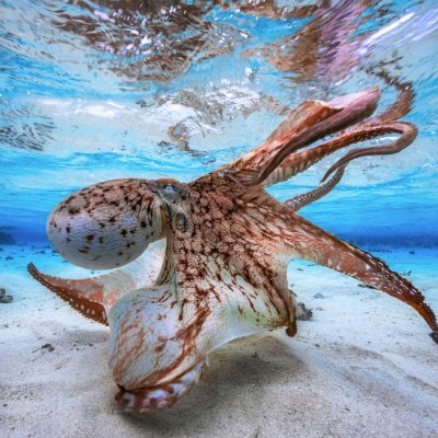 Octopod13 Profile Picture