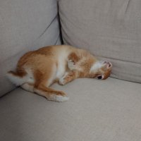 うさぎのそら (@rabbit_sora_) 's Twitter Profile