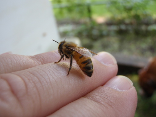 BostonBeekeeper's profile picture. My Dogs, Beekeeping, Traveling, Photography, Astronomer+Space Fan. Antique Book, Map, Meteorite, Rock & Mineral Collector. Pitbull Lover & Advocate.