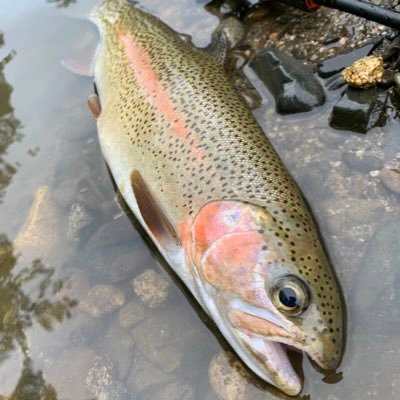 ak_katwoon's profile picture. 2025年6月 クワカブに目覚める。十勝住在のおじさん。鮭釣りかサクラマス釣りかクワカブかレッドビーシュリンプ