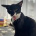MazhorTheCat (@mazhorc) Twitter profile photo