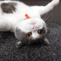 -DIVE11- (@_dive11_) 's Twitter Profile