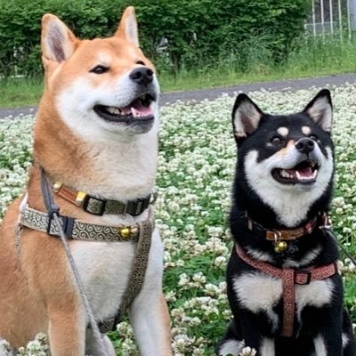 🐕‍🦺黒柴のの 2019年7月27日生 小柄ながら気が強めおてんば女子/🐕赤柴コロ助 2019年9月21日生 16kgから14.5kgのダイエットに成功した巨柴男子/🐿リチャードソンジリス3兄弟 陸 海 空(リクなごみ系男子・カイ攻撃系男子・クウ冒険心あふれる男子)2022年4月生が家族に加わりました!