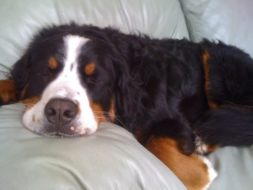 SkeptclDawg's profile picture. Wealth Manager/PM. Husband to a NICU nurse, father. Night owl, traveler, & Spartan 4 Life. Rants/recs are not advice. My dog has more followers. #MSOS Science