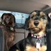 Buddy & Bella (@buddyandbella1) Twitter profile photo Buddy & Bella (@buddyandbella1) Twitter profile photo