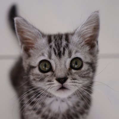 松剣楼（マッケンロー）さんのプロフィール画像
