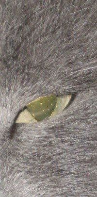 systemovich's profile picture. Смотри, но не прогляди.