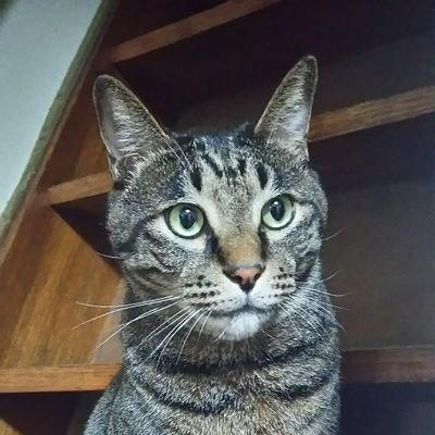 コナクラ・倉木麻衣ファン・ガネクロファン・好角家(特に白鵬ファン)・逃走中ファン(全ハンター推し)・リーアムニーソンファン・よふかしのうたファン・かいけつゾロリファン・日ハムファン・中田翔ファン・時代劇ファン・トミカ愛好家・烏愛好家・猫好き・婆ちゃんっ子・元陶芸班・麺好き・和菓子好き・珈琲好き・IBS・骨軟骨腫・柿嫌い