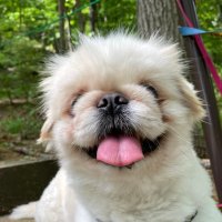 puu (@puuuuug1) 's Twitter Profile
