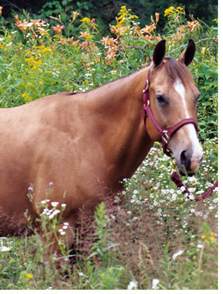 TheNosebag's profile picture. 