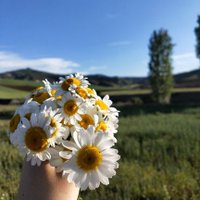 Merve Çırak (@1mervecirak) Twitter profile photo