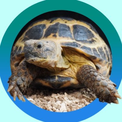 りくがめ ☆【フチゾリリクガメ】マルギナータリクガメの生態・飼育方法
