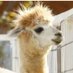 @CamelInvestment