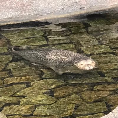 MelNino42's profile picture. hiker/beach bum, Dorsal Bracelet Crew Member (ask for discount link) Instagram:LokiSheen_ she/her/hers