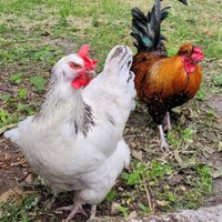 Farmista (@ironforlace) 's Twitter Profile