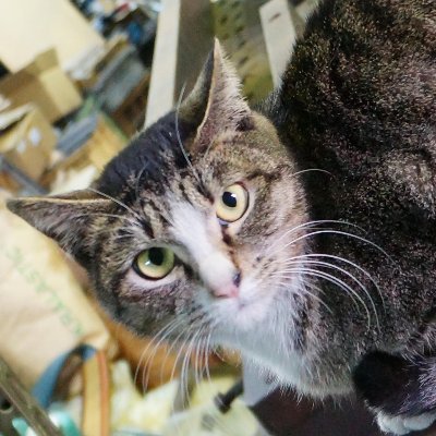 ねこねこ屋のトポル🐈‍⬛さんのプロフィール画像