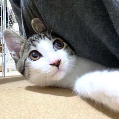 Mikage お兄ちゃんになる🐈さんのプロフィール画像