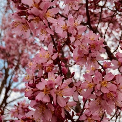 nnushaa's profile picture. رحم الله ميتاً في القلب حيّ ..