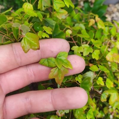 urokibonsai's profile picture. Бонсай - миниатюрные деревья меняющие жизни тех, кто их выращивает к лучшему.