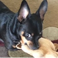 Peanut & Lil Bit! Vacinate! Vote Blue in 2022! (@peanutbrittle13) 's Twitter Profile
