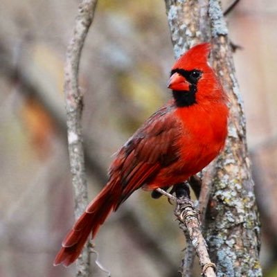 Cardinal Profile