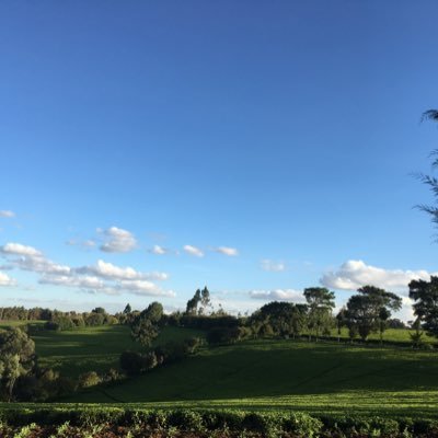 SoloNzomo's profile picture. Good vybes