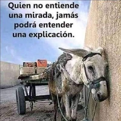 gissemuro's profile picture. Vegana color chaufa - leído por ahí de algún estúpido, pero me gustó, chaufa vegano por supuesto 😀