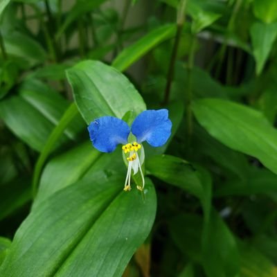 緑に囲まれると癒されます🌿自然🌿植物🌱お花🌼綺麗な景色が好きです🍀