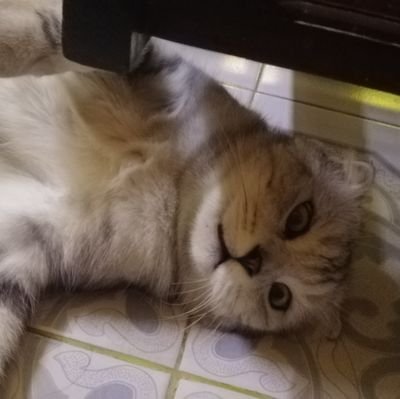 huynhahn's profile picture. 