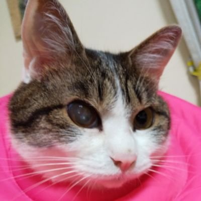 髙橋健吾 KengoTakahashiさんのプロフィール画像