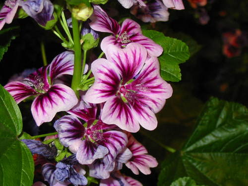 ProfVanderhoof's profile picture. writer, editor, teacher, sister, aunt, shore & ocean lover, 
dog lover, music lover, free spirit; joy beauty breathing life in and out