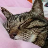 アルダック（メイン・アマカメ復帰） (@aldak_ko) 's Twitter Profile Photo