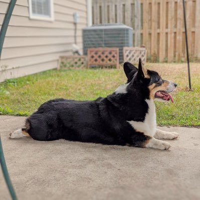 Hey I'm Moose! I'm a Pembroke Welsh Corgi born on 6-13-15. Follow my journey #PembrokeWelshCorgi #Corgi #Puppy #Dog CorgMom @jemi7777