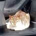 真紅の不良中老こたつ猫 (@06395bafb3284db) Twitter profile photo 真紅の不良中老こたつ猫 (@06395bafb3284db) Twitter profile photo