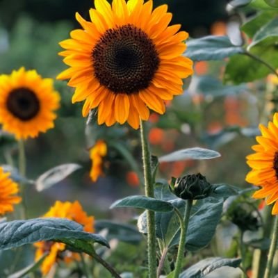 ellen_yoder's profile picture. 1Corthians 16-14