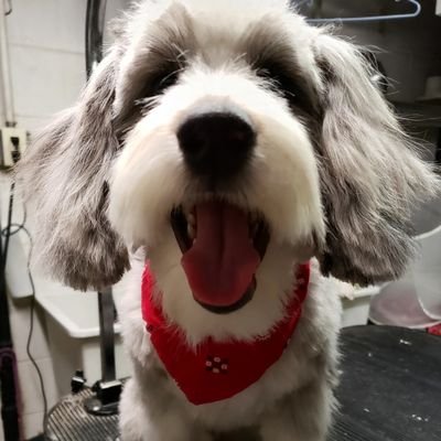 Minneapolis award winning groomer, offering gentle dog grooming in a relaxed setting. All styles and breeds under 35lbs. I treat them as my own! Email to book.