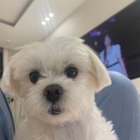 노보글 (@_fanse) 's Twitter Profile