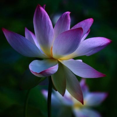 shogyomujyo7's profile picture. 人生の最期をどう生きたいかに寄り添い続ける|緩和ケアについて真面目にいたい