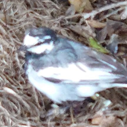 SbbmP2kSE4S7FUV's profile picture. 小鳥が大好きです