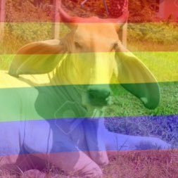 moo_bloom's profile picture. maybe it’s just cause i have the mental age of 7 but eating fruit is so much better when you pretend you are a little fruit bat munchin away