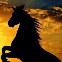 ابو مصعب✨🇸🇦🕊 (@sweetk_h) 's Twitter Profile