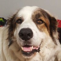 🇺🇦 Tonka (@tonks_twidr) 's Twitter Profile