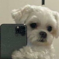 breno (@obrienuggett) 's Twitter Profile