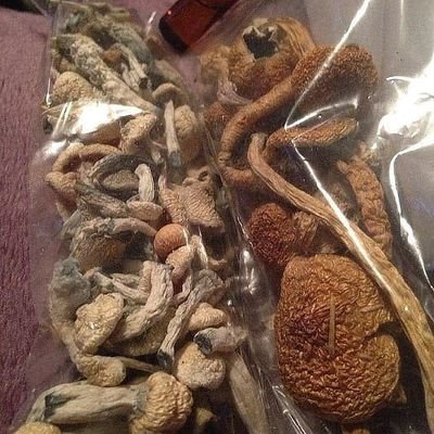 Spiritual plants 🌱We grow selected species of very rare psychedelics plants  🌱. 🔥//wickr ://macrobuds56