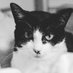 Unforgiven.0🐈⬛🐈🦖 (@jackrin02288141) Twitter profile photo Unforgiven.0🐈⬛🐈🦖 (@jackrin02288141) Twitter profile photo