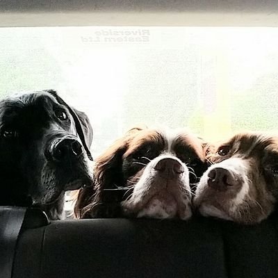 Capt_Y_Fronts's profile picture. 🇬🇧 Backing British farmers. Spaniel mad!