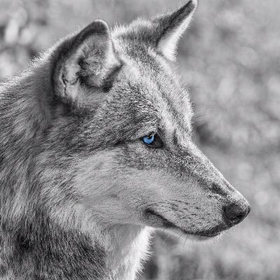 scharfsinniger Grenzgänger 🐺 | streift entlang der Küste ⚓ | vorzugsweise unterwegs bei Nacht ✨🌙 | #𝑨𝑴𝑰𝑮𝑨 🕹️