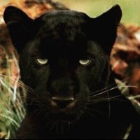 Isaac aka Panther(@PHELONIAS2) 's Twitter Profile Photo