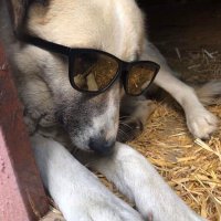 MumofSukiDog (@schooladvisoruk) 's Twitter Profile Photo MumofSukiDog (@schooladvisoruk) 's Twitter Profile Photo